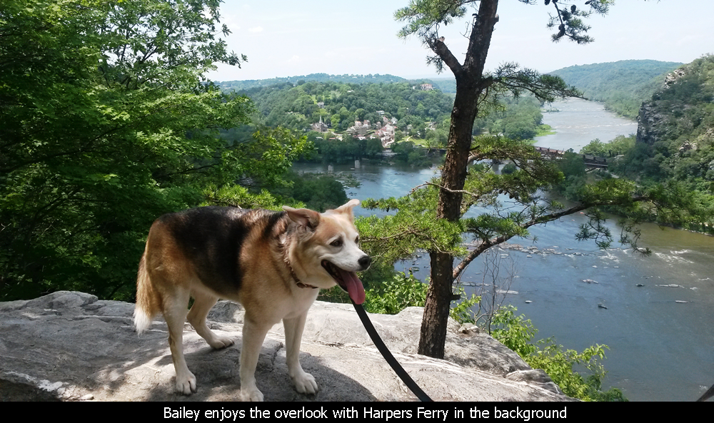 Bailey enjoys the overlook with Harpers Ferry in the background