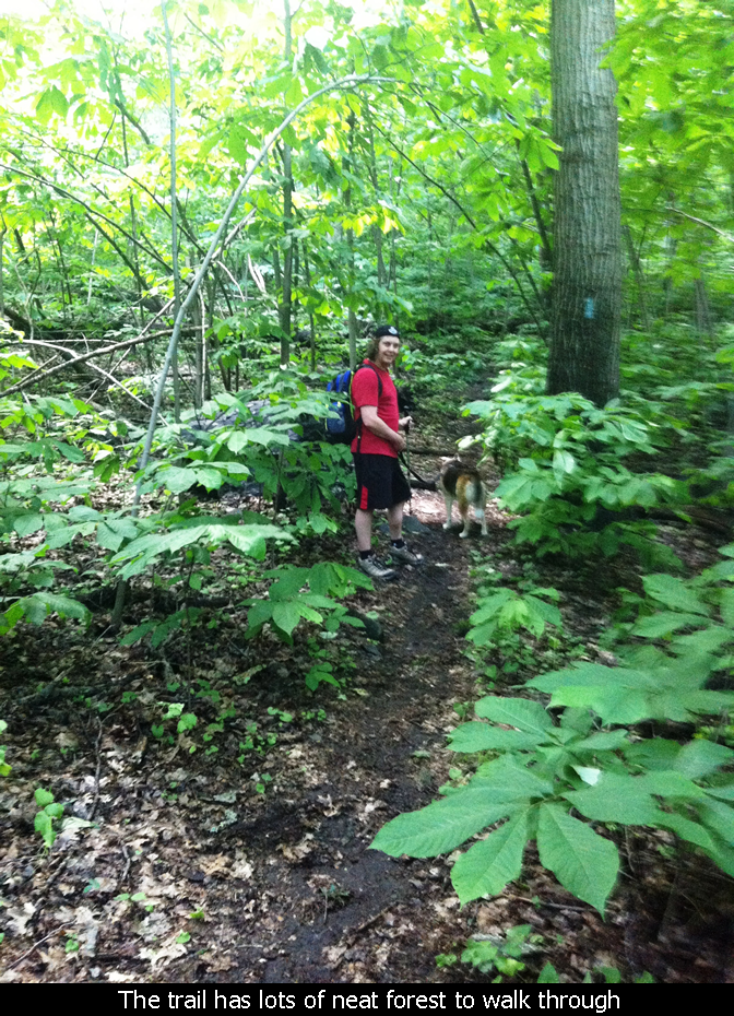 The Loudoun Heights trail has lots of neat forest to walk through
