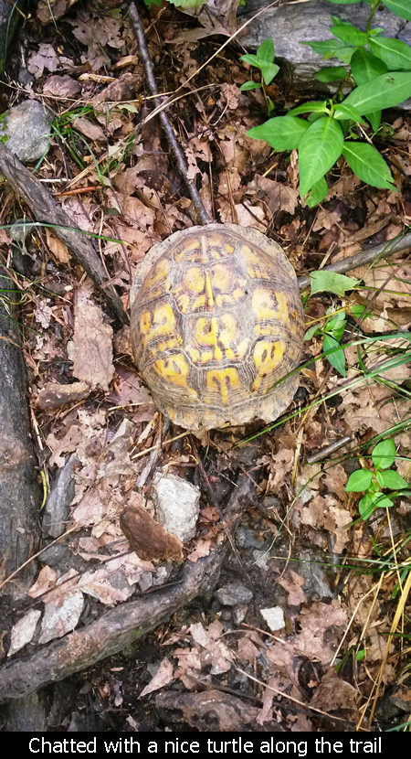 Chatted with a nice turtle along the trail