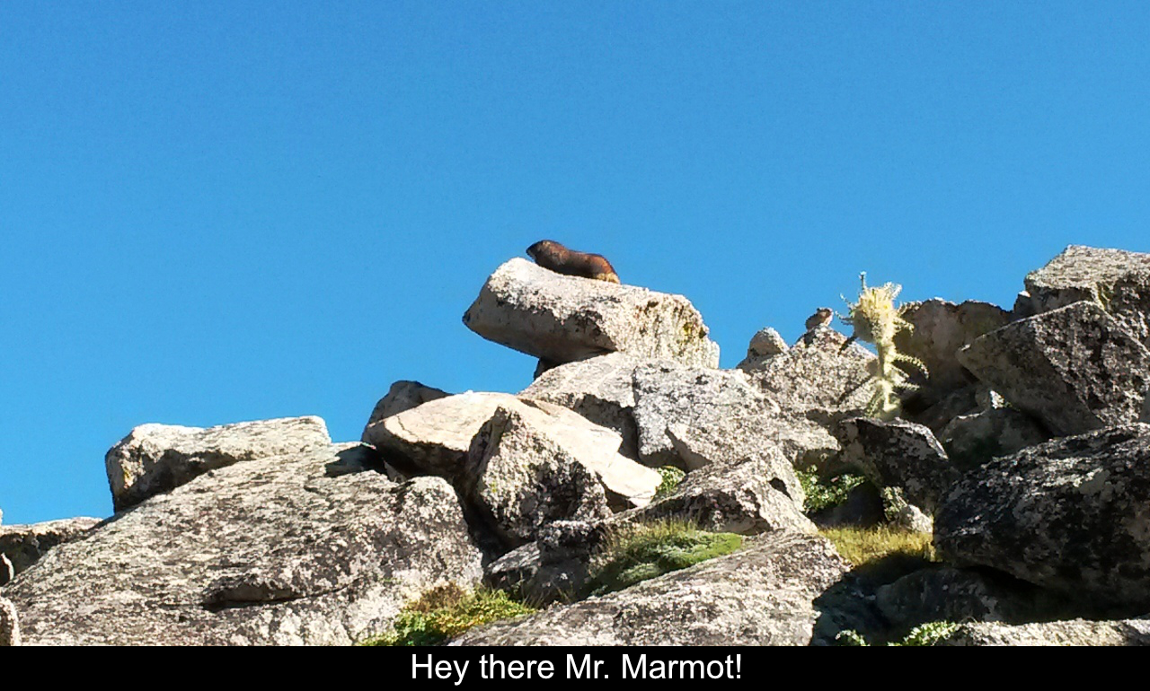 Marmot On Trail