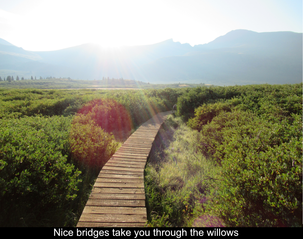 Nice Bridges Take You Through The Willows