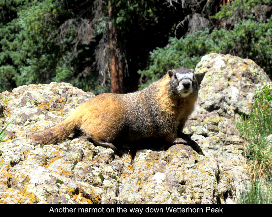 Another Marmot
