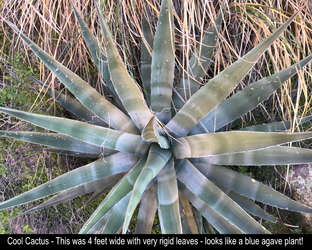 Blue Agave Looking Cactus