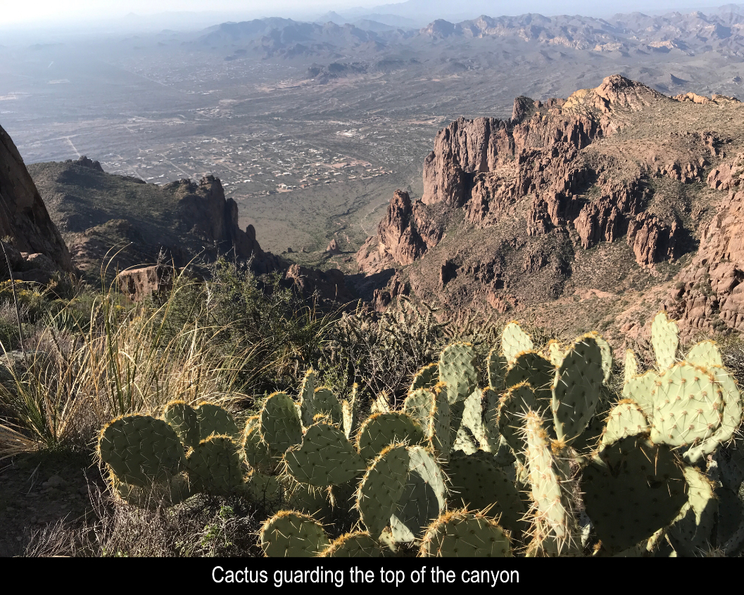 Cactus Guarding The Canyon