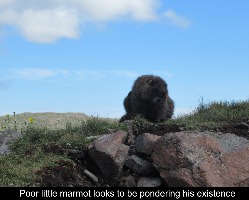 Marmot On Saddle