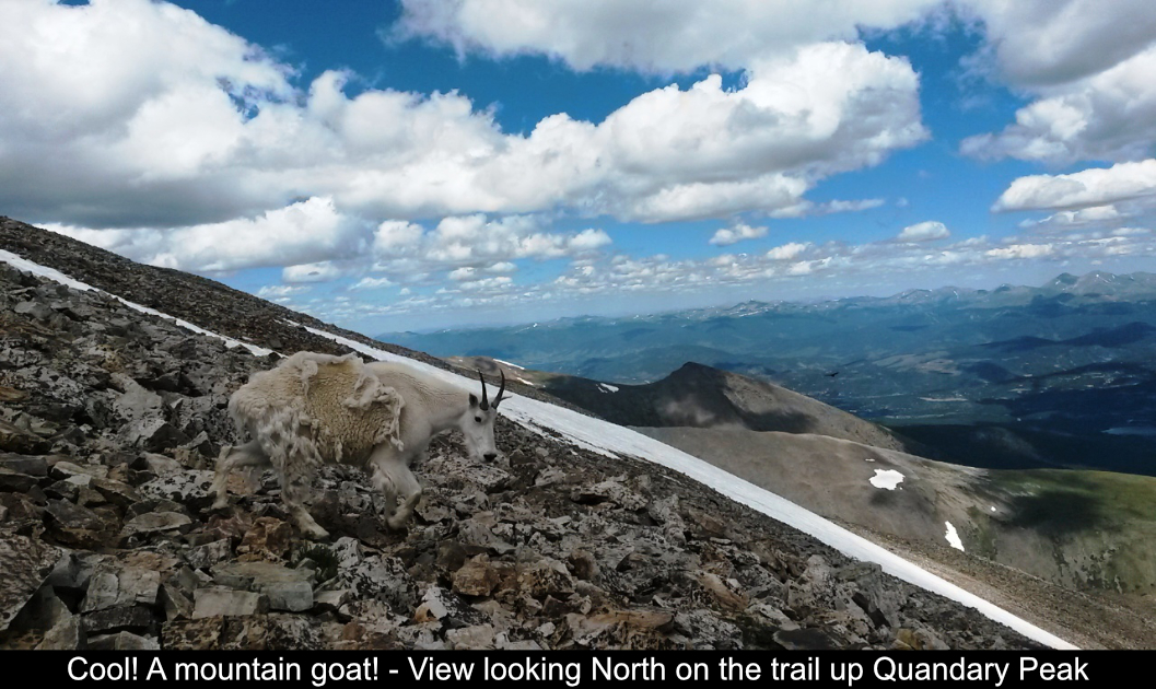 Mountain Goat On Trail Up Quandary Peak