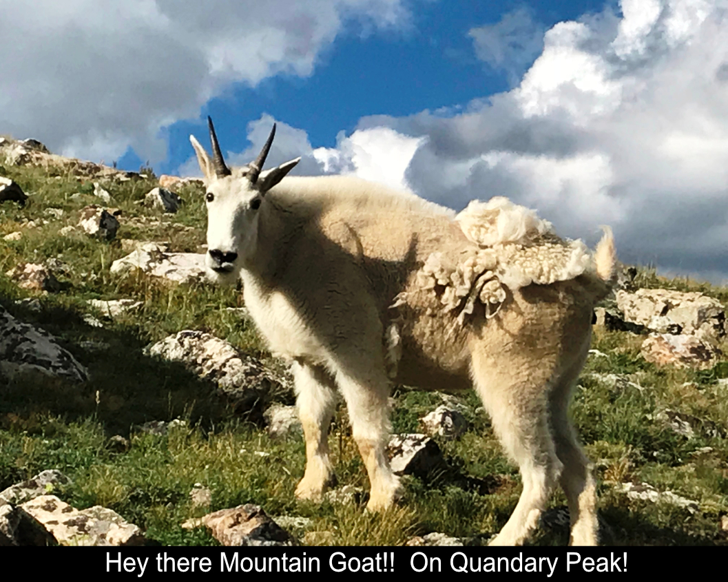 Moutain Goat On Quandary Peak