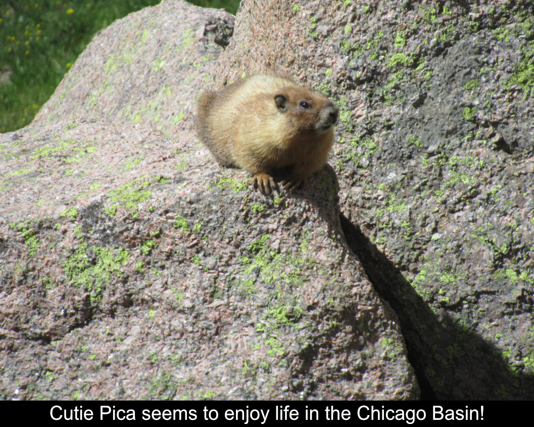 Pica Living In Chicago Basin