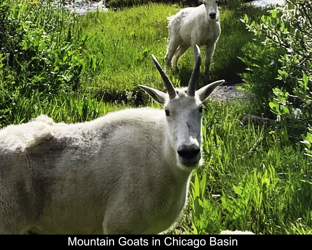Mountain Goats In Chicago Basin