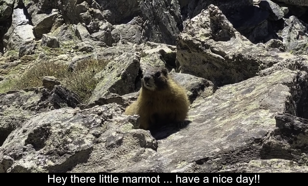 Hey There Marmot
